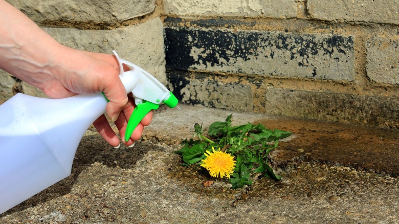 Person spraying a dandelion weed