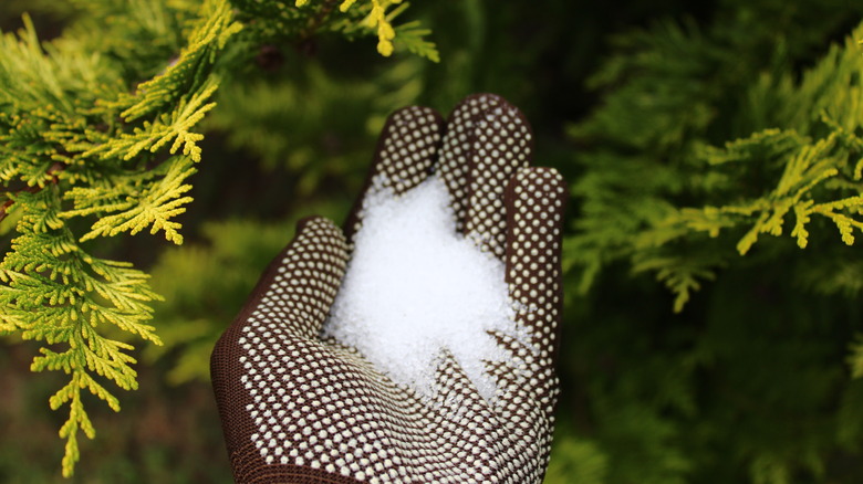 Gloved hand pouring salt into a garden