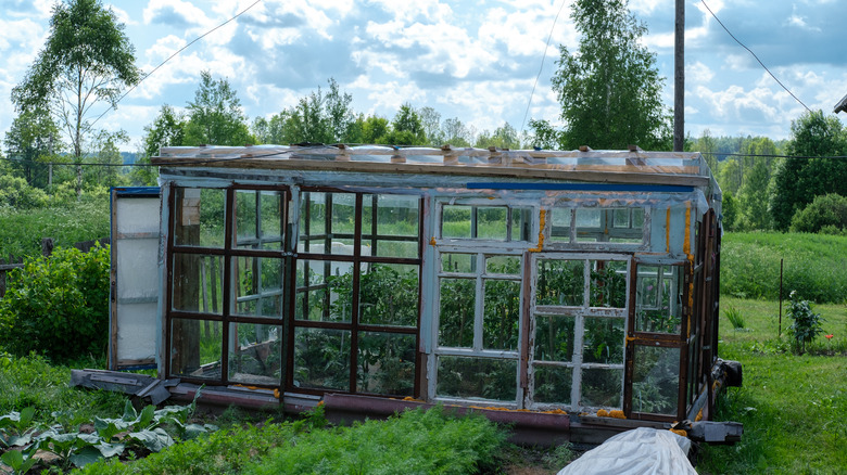 greenhouse made from doors 