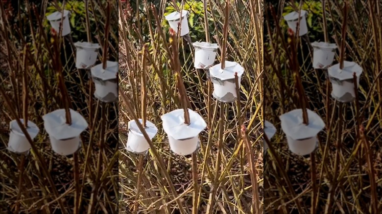 k-cups taped to branches of bush