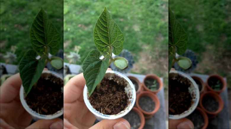 plant sprout in white k-cup