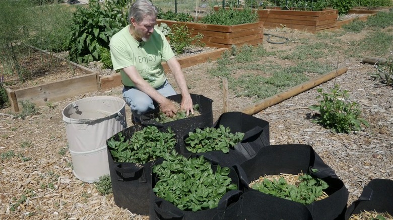 Applying lawn clippings to potted plants