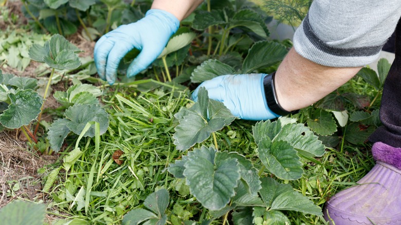 Using grass trimming as mulch