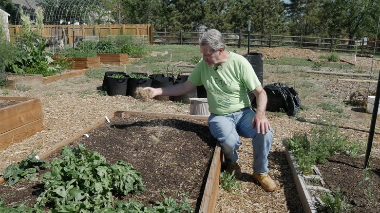 Sprinkling grass clippings on mulch