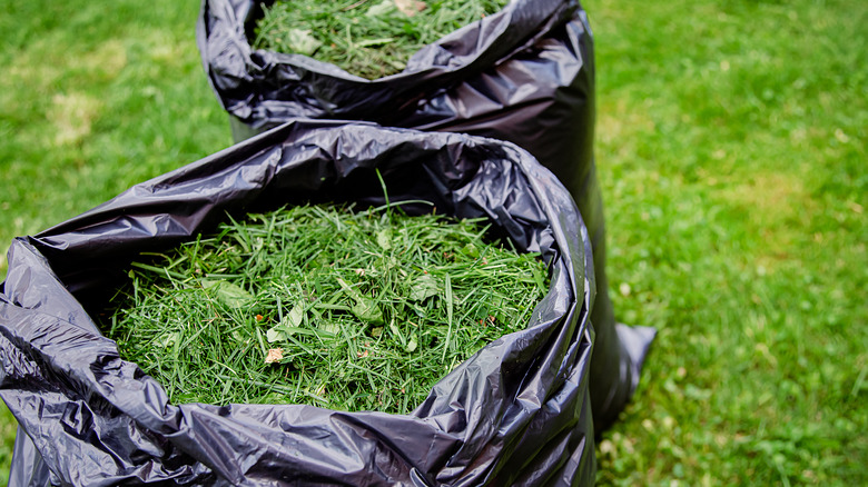 Lawn clippings in plastic bags