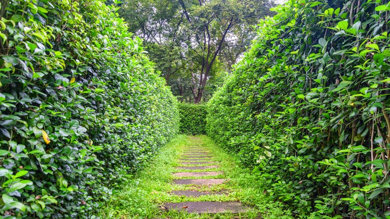 Hedges in garden