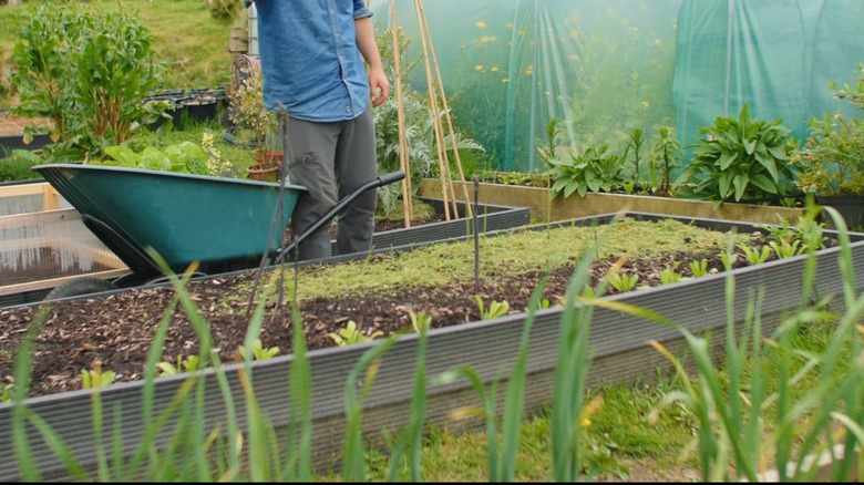 Using grass clippings as fertilizer