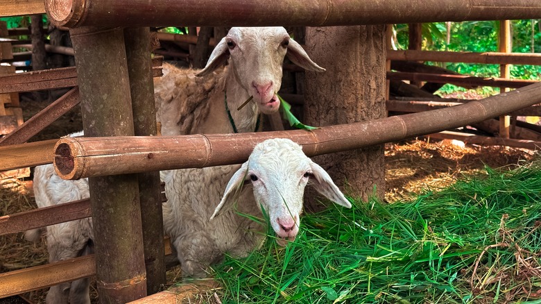 Goats eating cut grass