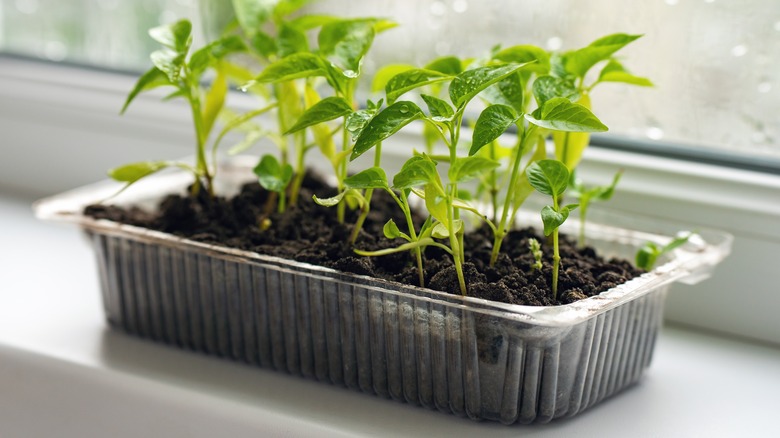 seedlings in fruit container