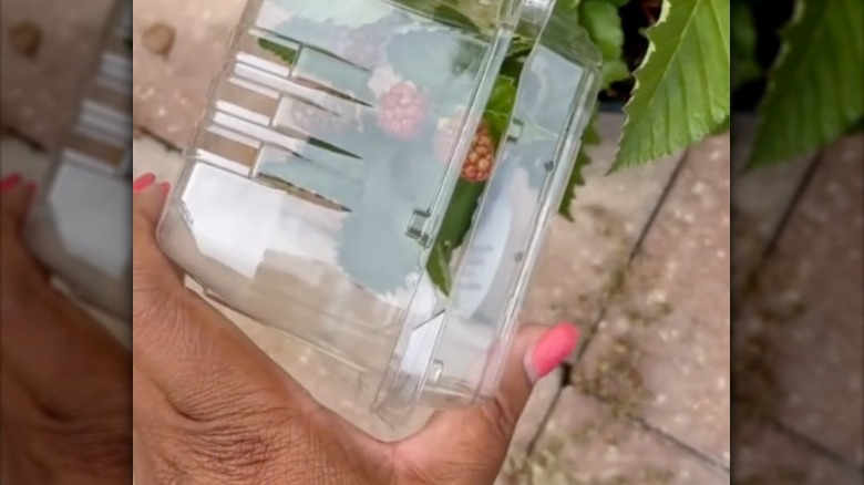 TikTok plastic container plant protection