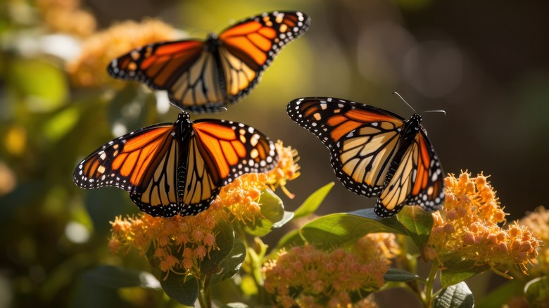 Butterflies in a garden