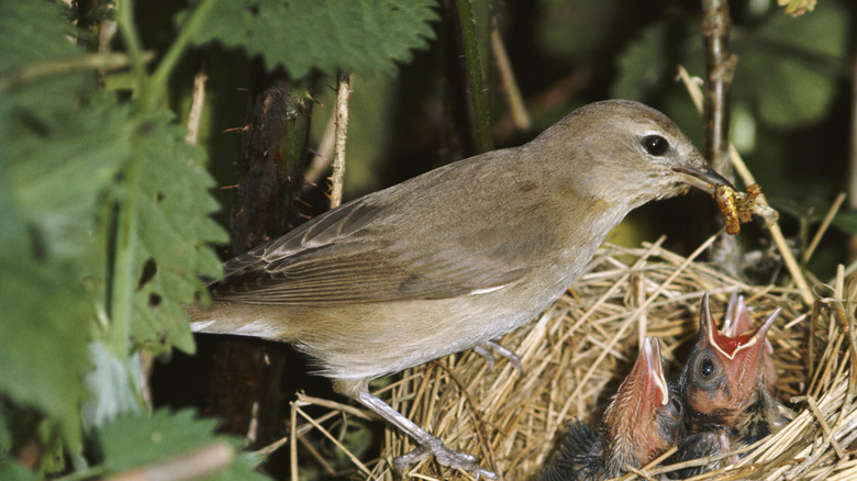 Mama bird feeding her babies