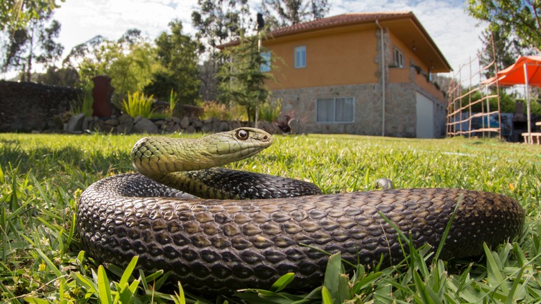 Snake in a backyard