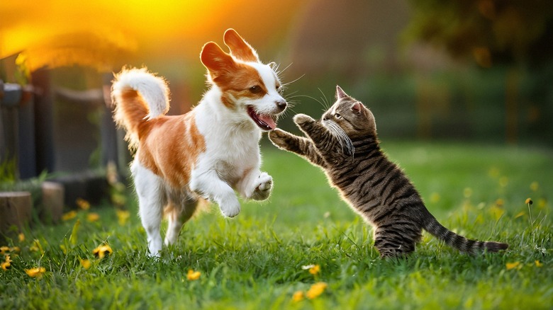 Cat and dog playing in a yard