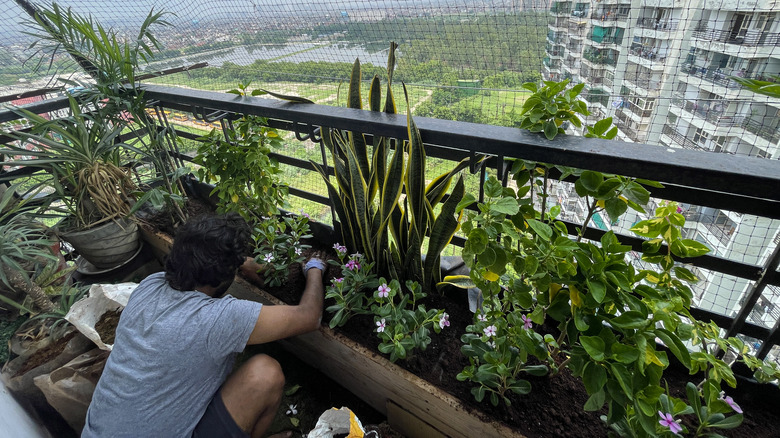 Potted plants along balcony railing