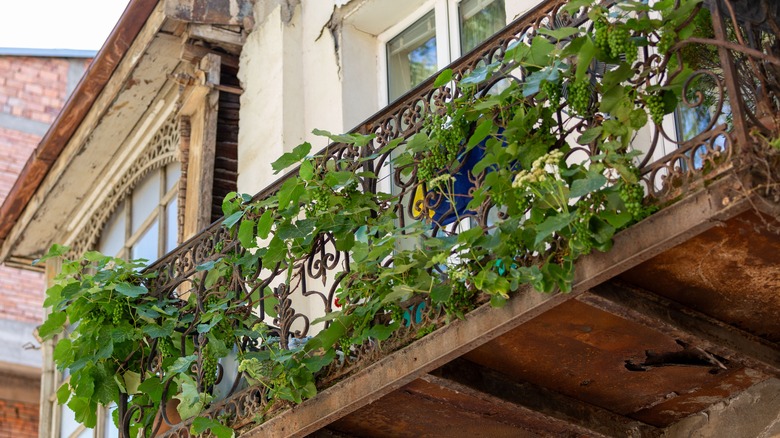 Vines woven through rails