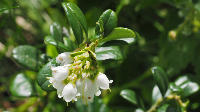 Small white flowers of bearberry (Arctostaphylos uva-ursi)