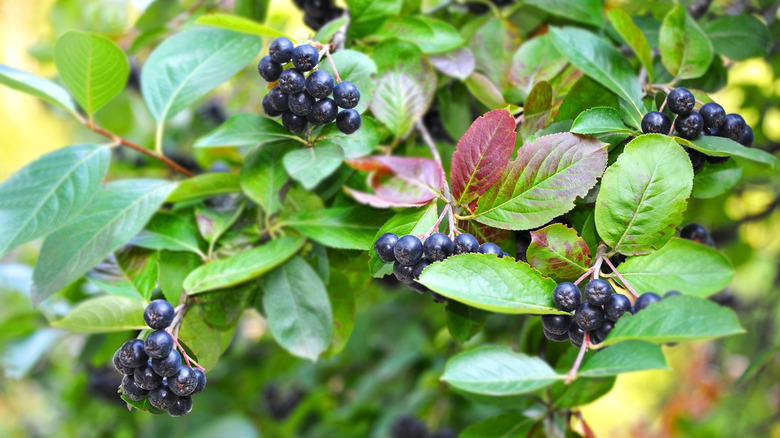 Ripe berries on a black chokeberry shrub