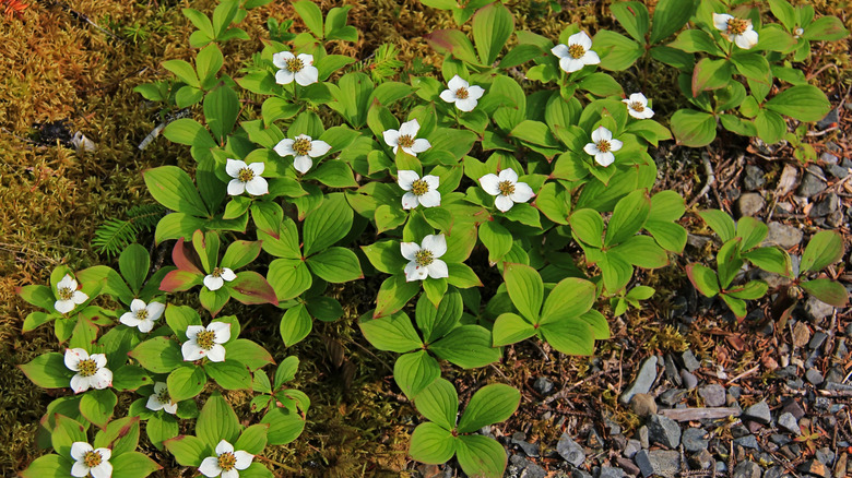 Bunchberry growing on ground with white flowers