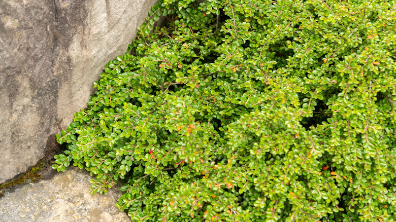 Creeping cotoneaster's light green ground cover next to a rock