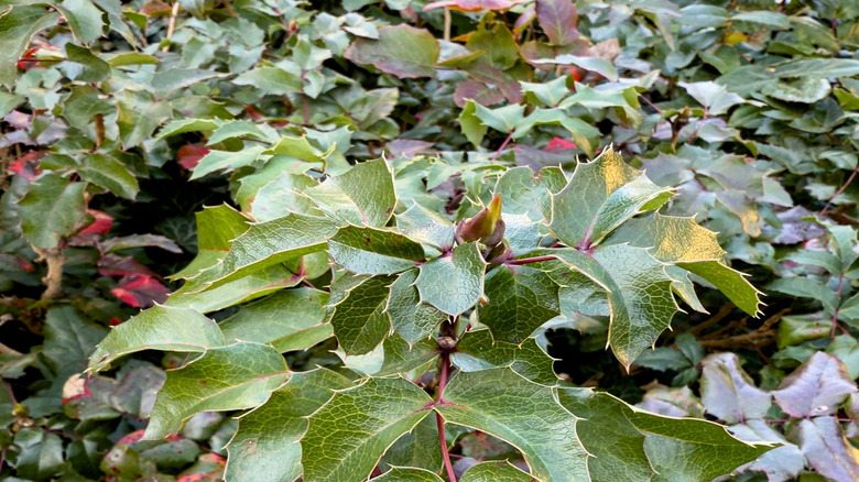 Creeping mahonia's green and red leaves