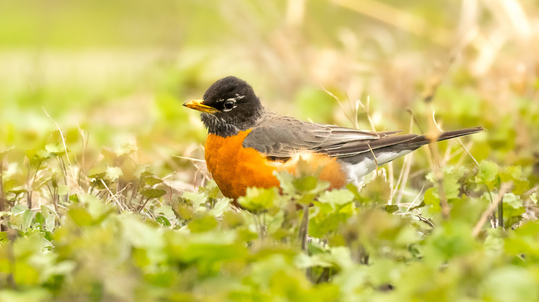 American robin foraging in green ground cover