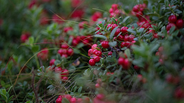 Lingonberry growing near ground