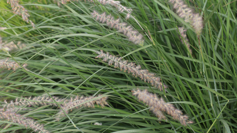 Close-up of little bluestem