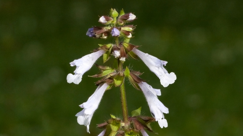 Close-up of lyreleaf sage flowers