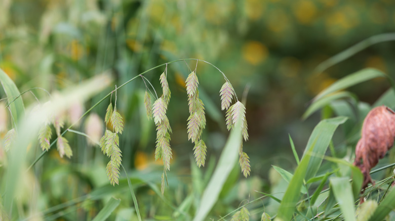 Northern sea oats with drooping flowers