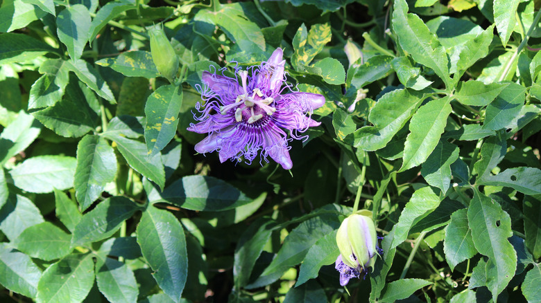 Purple passionflower with a single purple bloom