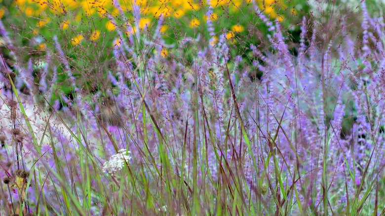 Switchgrass with lots of pink flowers