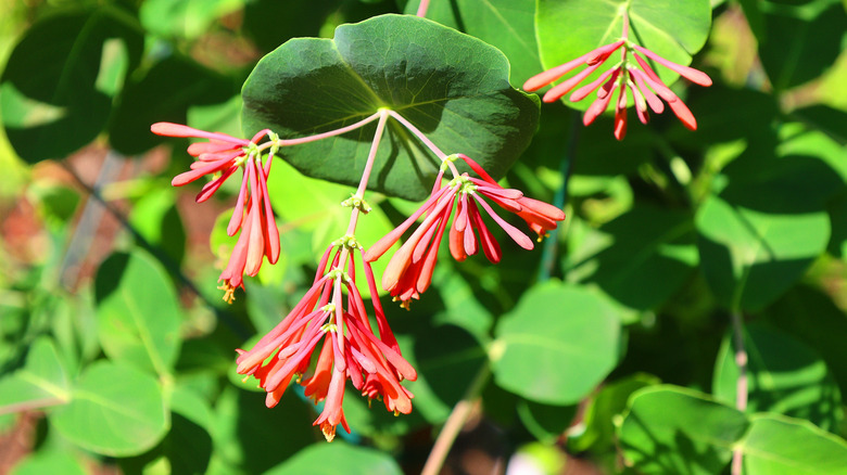 Trumpet honeysuckle leaves and bright flowers