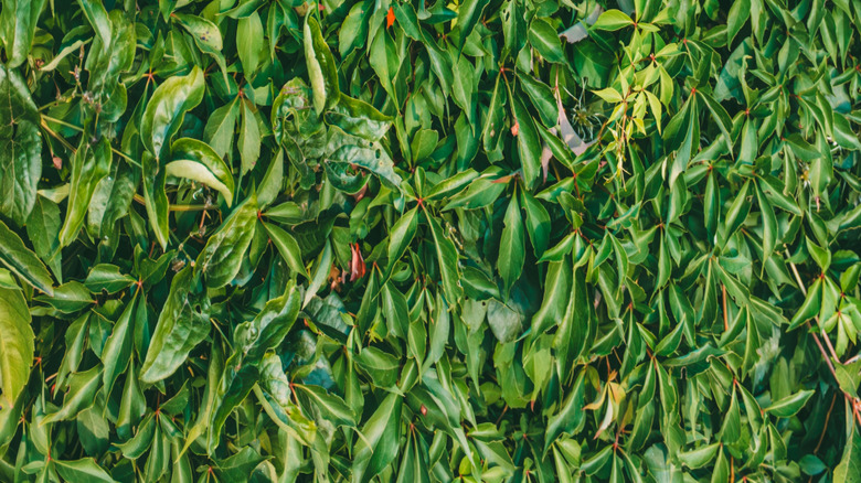 Densely growing Virginia creeper vines