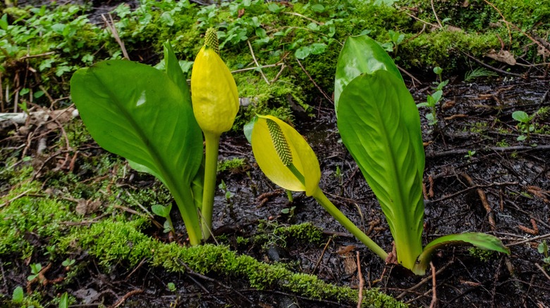 American skunk cabbage in garden