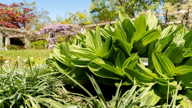 corn lily