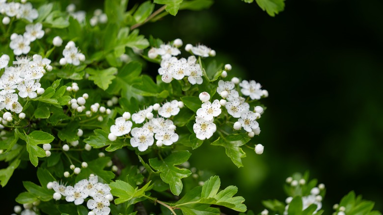 hawthorn flowers