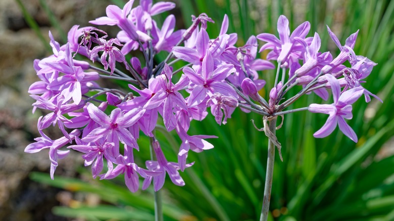 society garlic in bloom