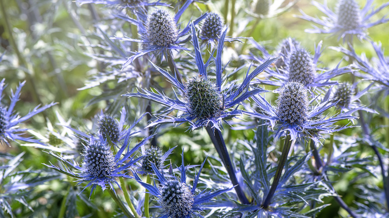 sea holly flowers