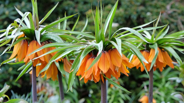 crown imperial plant