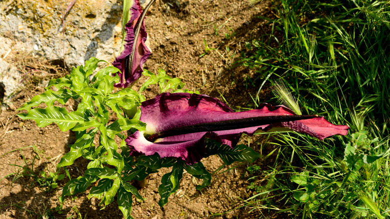 dragon arum in bloom