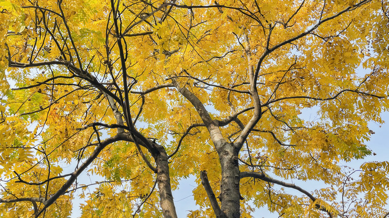 ginkgo tree