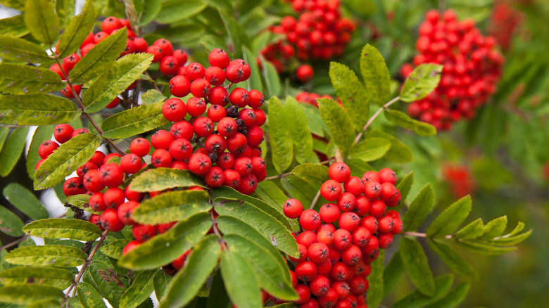 mountain ash tree berries