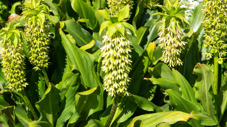 pineapple lilies in bloom