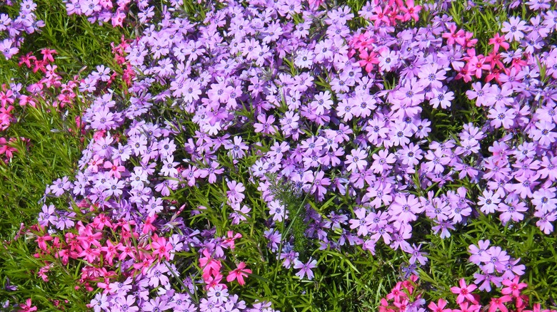 creeping phlox varieties in bloom