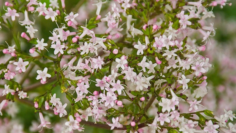 valerian flowers