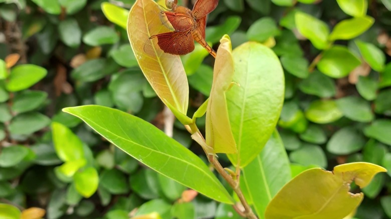 white stopper plant