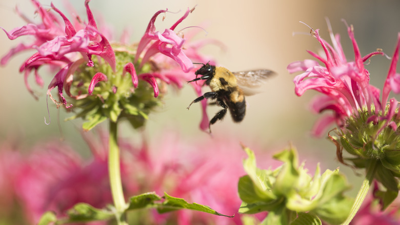 Bergamot flower with a bee