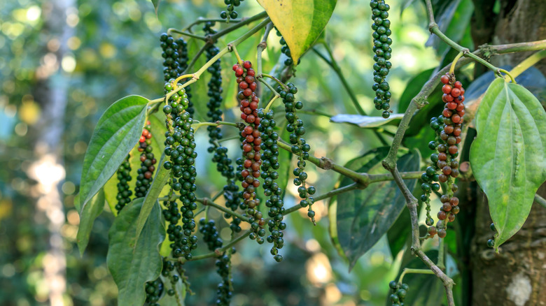 black pepper plant fruits