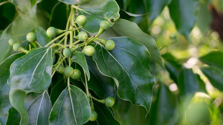 camphor laurel leaves with seeds